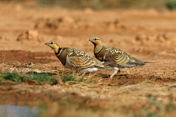 Pin-tailed sandgrouse male and female at a water point in summer in a steppe of Aragon, Spain