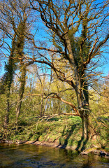 Large trees on the riverside. Warnow Durchbruchstal in Mecklenburg-Vorpommern. Germany