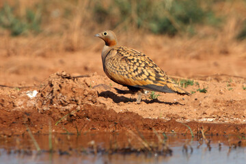 Black-bellied sandgrouse male drinking at a water point on a Spanish steppe early in the day