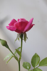 single red rose