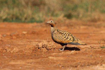 Black-bellied sandgrouse male drinking at a point of water in a steppe of Aragon