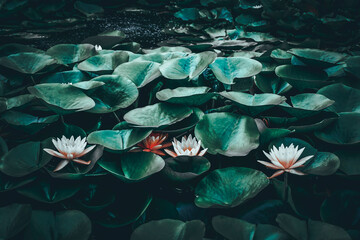 lotus flower and lili pads