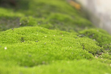 green moss on the grass