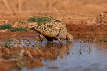 Black-bellied sandgrouse male drinking at a water point on a Spanish steppe early in the day