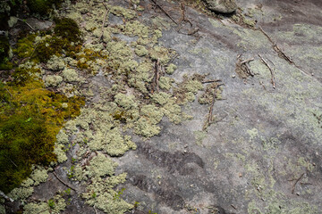 Close view of granite stone, rock surface with moss and lichen, littered with sticks, creative copy space, horizontal aspect