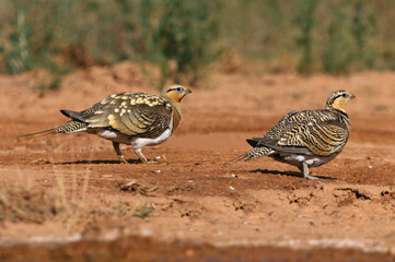 Pin-tailed sandgrouse male and female at a water point in summer in a steppe of Aragon, Spain
