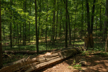 Filtered light through deciduous woods leaves illuminating a large fallen tree trunk log on the forest floor, horizontal aspect