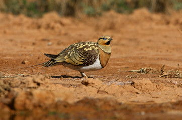 Pin-tailed sandgrouse male at a water point in a Spanish steppe in the early hours of the day