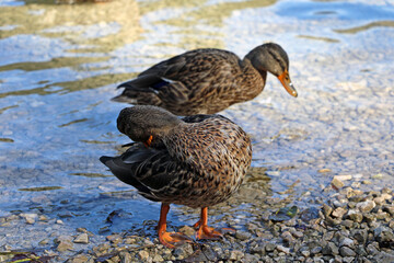 Ducks stand on the shore of the lake and wash.