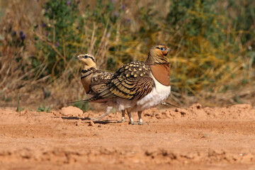 Pin-tailed sandgrouse male and female with the first light of day at a point of water in summer