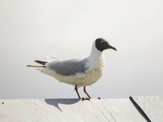Seagull bird or seabird standing feet on sea beach. Close up view of white gray bird seagull in sea rock. Wild seagull portrait on natural blue sky background. Sea gull black head bird animal closeup