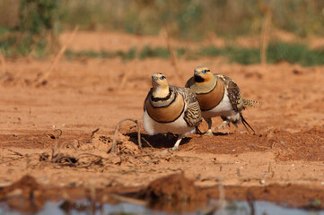 Pin-tailed sandgrouse male and female at a water point in summer in a steppe of Aragon, Spain
