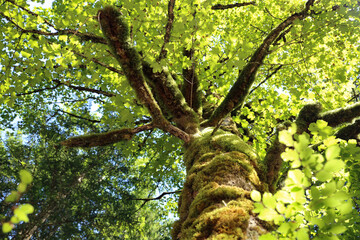 Fototapeta premium tree with moss on his trunk in alps forest, bright sun light through the leafs