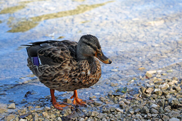 Fototapeta premium Beautiful wild wet duck on the shore of the lake.