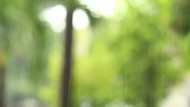 Blurred leaves background with rain dropping  , Chiangmai Thailand  
