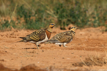 Pin-tailed sandgrouse male and female with the first light of day at a point of water in summer