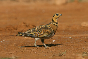 Pin-tailed sandgrouse female at a water point in a steppe in Aragon, Spain, with the first light of day