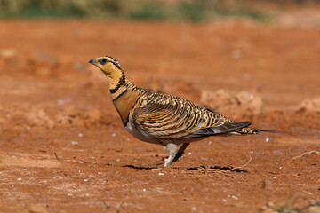 Pin-tailed sandgrouse female at a water point in a steppe in Aragon, Spain, with the first light of day