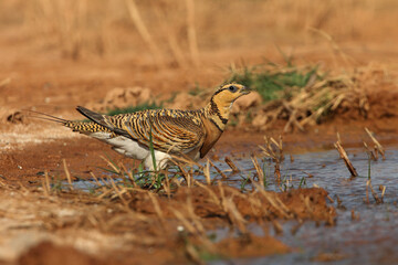 Pin-tailed sandgrouse female at a water point in a steppe in Aragon, Spain, with the first light of day