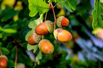 Acorns fruits on oak tree branch in forest. Closeup acorns oak nut tree on green background. Early...