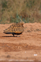 Black-bellied sandgrouse male at a water point in summer with the first light of day