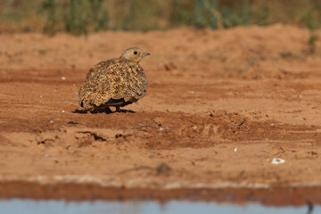Black-bellied sandgrouse female early in the day at a water point in summer