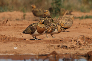 Pin-tailed sandgrouses  and Black-bellied sandgrouses Early in the day at a water point in summer
