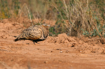 Black-bellied sandgrouse male with the first light of day at a point of water in summer