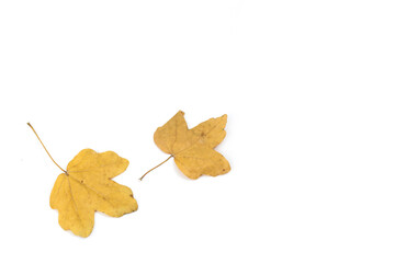 Naklejka premium Yellow maple leaf as an autumn symbol. Isolated on white.