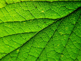 Fototapeta na wymiar green leaf macro texture background 