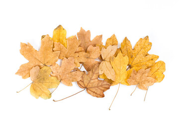 collection of beautiful colorful autumn leaves isolated on white background