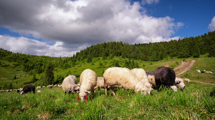 Obraz premium A flock of sheep grazes in a mountain pasture against the backdrop of a beautiful landscape