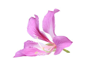 Pink Bauhinia Purpurea isolated on white background with clipping path..