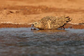 Black-bellied sandgrouse female drinking at a water point on a Spanish steppe early in the day