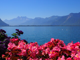 Beauty reddish flowers at promenade in european Montreux city at Lake Geneva in canton Vaud in Switzerland, clear blue sky in 2017 warm sunny summer day on July. © Jakub Korczyk