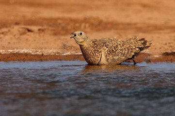 Black-bellied sandgrouse female drinking at a water point on a Spanish steppe early in the day