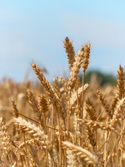 Fototapeta premium Golden ripe ears of wheat.