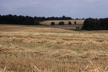 Fototapeta premium Strips with straw lie in rows in the field after the wheat harvest. Agriculture