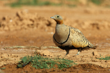 Black-bellied sandgrouse male early in the day at a water point in summer