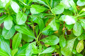 Obraz premium Lush green leaves in tropical forest. Greenery texture background. Green leaves copy space banner