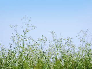 ヒメジョオン姫女苑 南知多町 知多半島 Tubuteura Minamichitachou Chitahantou