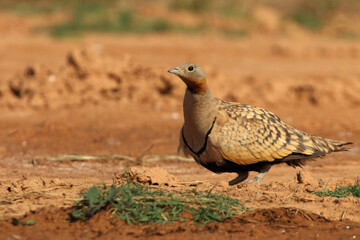 Black-bellied sandgrouse male drinking at a water point on a Spanish steppe early in the day