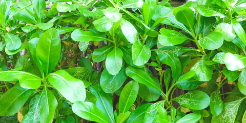 Lush green leaves in tropical forest. Greenery texture background. Green leaves copy space banner