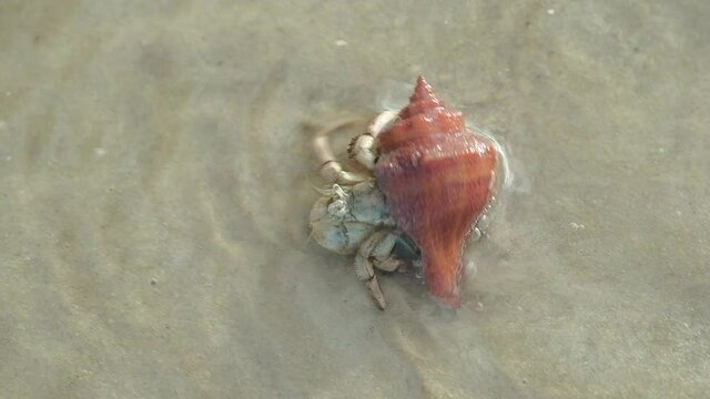 Hermit Crab in a seashell walking on a beach with waves of water sea in a Sunny Daytime