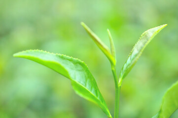 お茶の葉の新芽