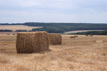 Fototapeta premium Rectangular bales of straw are scattered across the field in cloudy weather. Timely harvested wheat
