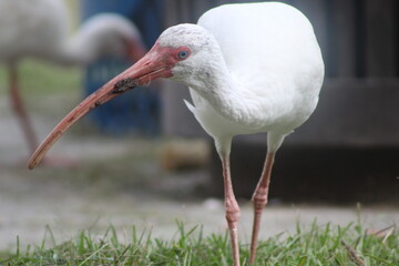 American White Ibis in New Orleans' City Park September 2019