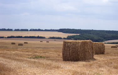 Rectangular bales of straw are scattered across the field in cloudy weather. Timely harvested wheat