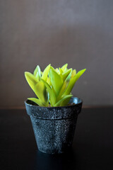side view of small plant in pot on black table with blurred background