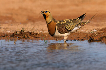 Pin-tailed sandgrouse male early in the day at a water point in summer, Pterocles alchata